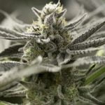 OGKZ Strain Marijuana Plant