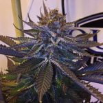 Oregon Diesel Marijuana Strain