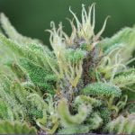 Oregon Diesel Strain Marijuana Plant