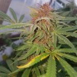 Pink Panther Marijuana Strain