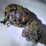Purple Dragon Bud