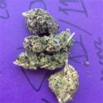 Purple Passion Bud