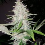 Secret Weapon Marijuana Strain