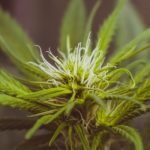 Secret Weapon Strain Marijuana Plant