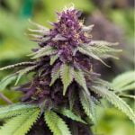 Sirius Black Marijuana Strain