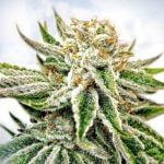 Snow Monster Marijuana Strain