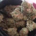 Snow Monster Strain Marijuana Plant