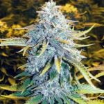 Sour Candy Marijuana Strain