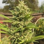 Sour Kosher Marijuana Strain