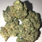 Sour Kosher Strain Marijuana Plant