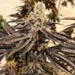 Sour Strawberry Marijuana Strain