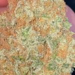 Sour Strawberry Strain Marijuana Plant