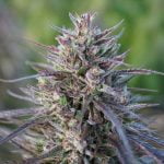 Special Sauce Marijuana Strain