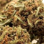 Special Sauce Strain Marijuana Plant