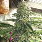Sugar Breath Marijuana Strain