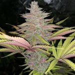 Sunburn Marijuana Strain