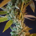 Sunburn Strain Marijuana Plant