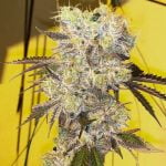 Sunny D Marijuana Strain