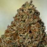 Sunny D Strain Marijuana Plant