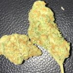 Tangilope Bud