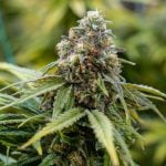 Tangilope Marijuana Strain