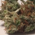 Tangilope Strain Marijuana Plant