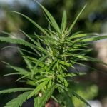 Thai Marijuana Strain