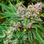 The Sauce Marijuana Strain