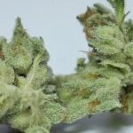 The Sauce Strain Marijuana Plnat