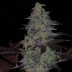 Timewreck Marijuana Strain