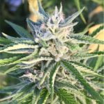Timewreck Strain Marijuana Plant