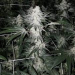 Triangle Mints Marijuana Strain