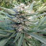 Trinity Marijuana Strain