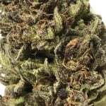 Trinity Strain Marijuana Plant