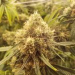 Trophy Wife Marijuana Strain