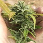 Trophy Wife Strain Marijuana Plant