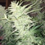 Walter White Marijuana Strain