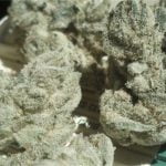 Walter White Strain Marijuana Plant