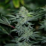 White Gorilla Marijuana Strain