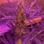 White Harmony Marijuana Strain