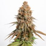 White Harmony Strain Marijuana Plant