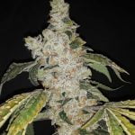 Alien Rock Candy Marijuana Strain