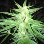 White Nightmare Marijuana Strain