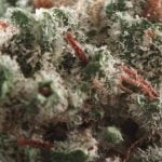 White Nightmare Strain Marijuana Plant