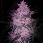 Zour Apples Marijuana Strain