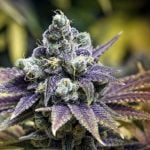 Alpha Blue Marijuana Strain