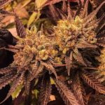 Alpha Blue Strain Marijuana Plant