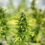 Ice Cream Cookies Marijuana Strain