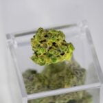 Ice Cream Cookies Strain Marijuana Plant