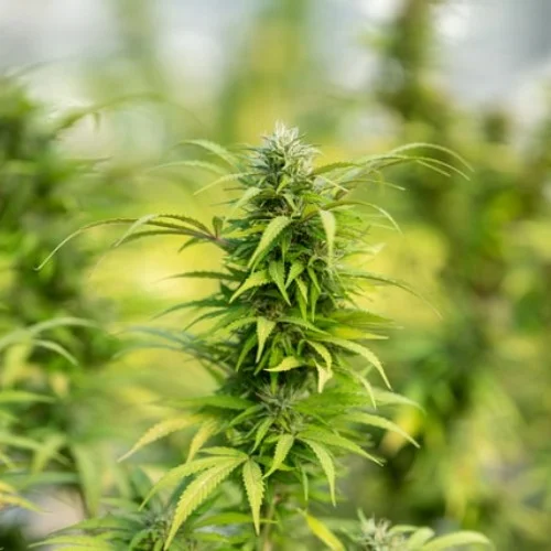 Ice Cream Cookies Marijuana Strain